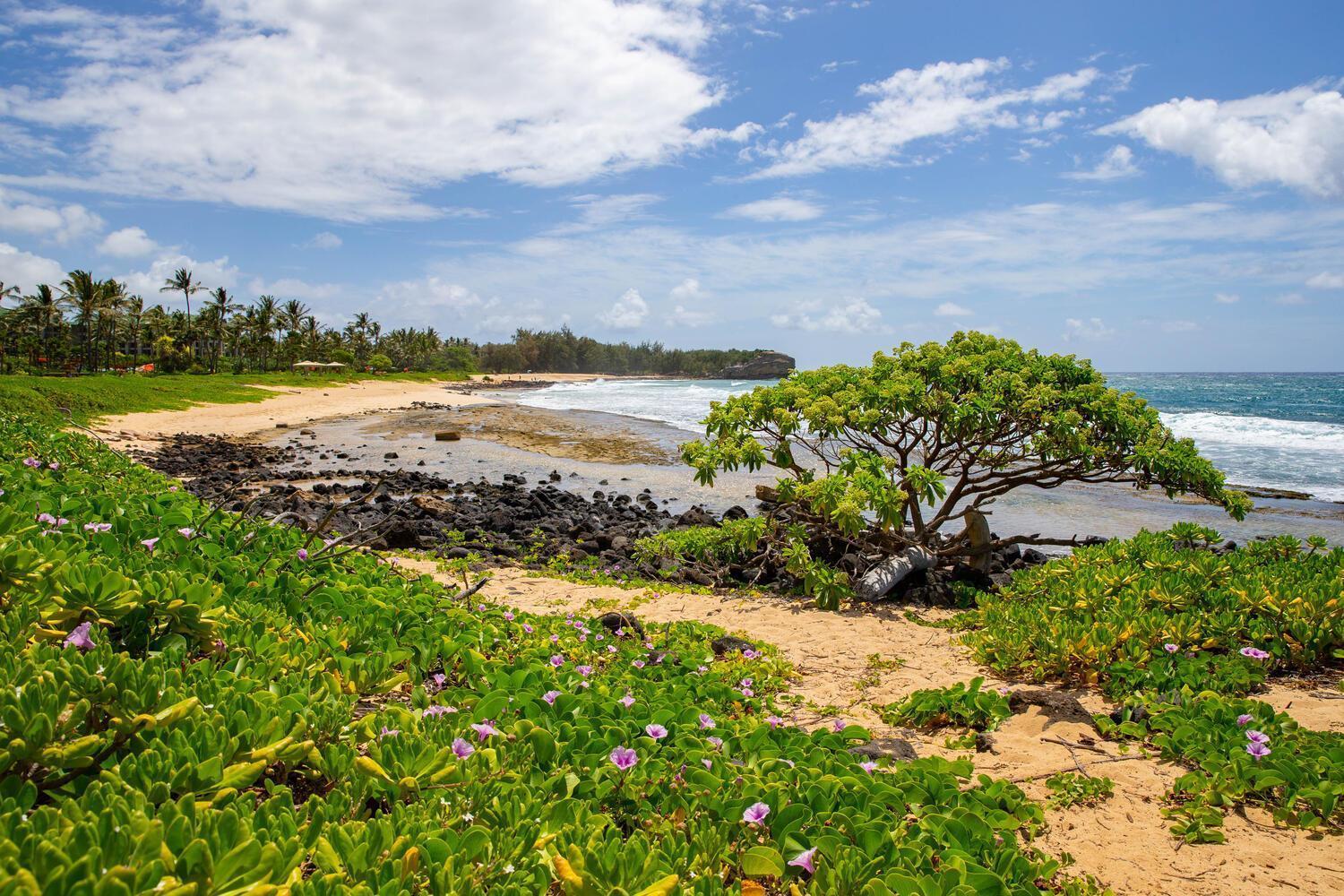 Poipu Sands 513 - Ocean Front Koloa Extérieur photo